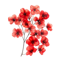 Beautiful red flowers isolated on a transparent background, showcasing intricate petals and vibrant colors for artistic flair, red flowers isolated on transparent background png