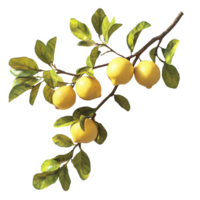 Lemon branch with vibrant fruit and green leaves against a transparent background, Branch of delicious lemons on whtie background cutouts png