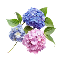 Vibrant hydrangeas in various colors showcasing their beauty against a clean, transparent background, vibrant hydrangeas in style, isolated on a transparent background for design layouts png