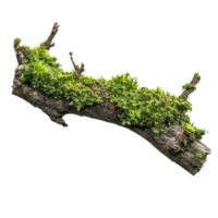 Green moss covering a rotten branch isolated on a transparent background, showcasing nature's resilience in detail, Green moss on rotten branch template, isolated transparent background png