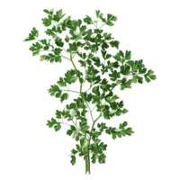 Freshly picked parsley on a transparent background showcasing vibrant green leaves and intricate details of each leaf, Parsley transparent background png