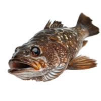 Lingcod fish displayed on a clean transparent background showcasing its distinctive features and colors, a lingcod fish isolated on transparent background png