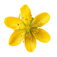 Isolated top view of a vibrant yellow St. John's Wort flower showcasing its distinct petal arrangement and structure, Single st johns wort flower top view isolated on transparent background png