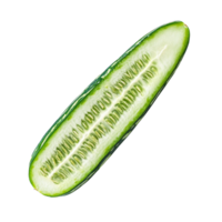 Freshly sliced striped cucumber showcasing vibrant green color and distinct texture against a clean transparent backdrop, slice striped cucumber on transparent background png