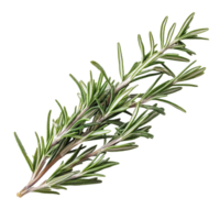 Fresh rosemary sprig isolated on a clean transparent background showcasing its vibrant green color and texture, Rosemary isolated on transparent background png