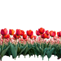 Vibrant tulip fields in full bloom with a transparent background, showcasing nature's beauty and springtime colors, Tulip field, transparent background png