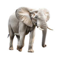 An elephant strides gracefully against a transparent backdrop, highlighting its majesty and gentle nature, of elephant isolated on transparent background png