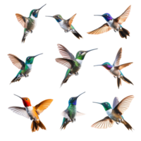 Various hummingbirds in flight captured against a bright background showcasing their vibrant plumage, diffrent hummingbird birds in flight isolated on transparent background png