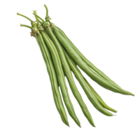 Fresh long beans on a clean transparent background showcasing vibrant green color and smooth texture, Long beans isolated on transparent background png