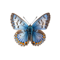 Polyommatus Icarus butterfly displaying vibrant blue and orange colors on a clean transparent background, Polyommatus Icarus Butterfly on transparent background png