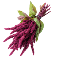Fresh amaranth vegetable with vibrant magenta leaves on a transparent background, Amaranth vegetable as food ingridient transparent background png