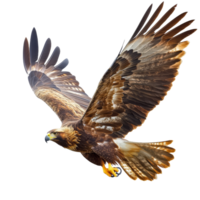 Golden eagle soaring gracefully in the sky while hunting for prey in its natural habitat, hunting golden eagle, aquila chrysaetos, isolated on transparent background png