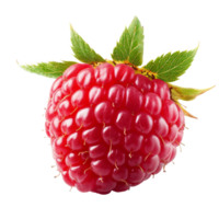 Solitary raspberry resting on a clean transparent background, showcasing its vibrant color and texture in natural lighting, Solitary raspberry isolated on transparent background png