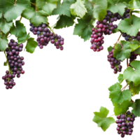 A lush grapevine with clusters of purple and green grapes on branches surrounded by vibrant leaves, grapes branch and leaves hanging top with copy space transparent background png