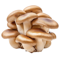 Brown beech mushrooms arranged by themselves against a transparent background for culinary use, Brown beech mushrooms isolated on transparent background png