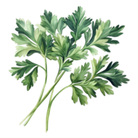 Fresh parsley leaves on a transparent background ideal for cooking, garnishing, and herb-based recipes, Parsley herb on transparent background png