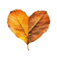 Heart-shaped autumn leaves create a vibrant contrast on a transparent background, Autumn leaf heart shape on transparent background png