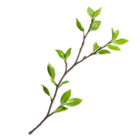Isolated green twig with fresh leaves against a clean transparent background highlighting nature's simplicity and beauty, green twig isolated on transparent background png
