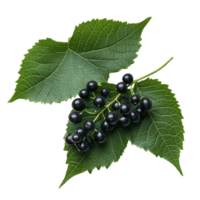 Burmese grape Baccaurea ramiflora with lush green leaves isolated on a light background, burmese grapeBaccaurea ramiflora with leaf isolated on transparent background png