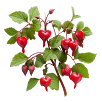 Bleeding heart vine plants with vibrant red flowers displayed on a transparent background, Bleeding heart vine group plants isolated on a transparent background png