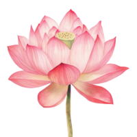 Delicate pink lotus flower blooming gracefully against a transparent background, showcasing natural beauty and serenity, pink lotus on transparent backgroundfile png
