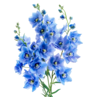 Delicate bouquet of blue delphinium flowers displayed on a clean transparent background, Bouquet of delphinium flowers, isolated on transparent background png