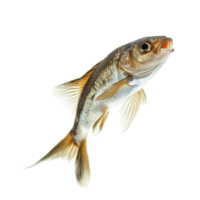 A dynamic fish leaps gracefully in open air showcasing its aquatic agility and vibrant colors, Dynamic Real Fish Leap Isolated Aquatic Motion on transparent background png