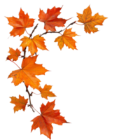 Autumn maple leaves arranged on a transparent background showcasing vibrant orange hues, autumn maple branch leaves corner edge transparent background png