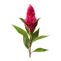 Celosia flor com vibrante vermelho floresce e verde folhas, isolado em uma transparente fundo exibindo Está único textura e forma, Celosia flor isolado em transparente fundo png