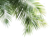 Fresh green palm tree leaves elegantly draping against a clean transparent background in a serene setting, Green leaves of palm tree on transparent background png