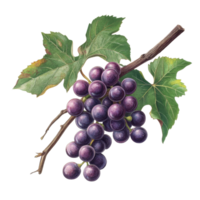 Burmese grape cluster with lush green leaves on a clean transparent background showcasing its vibrant color and texture, Burmese grape on transparent background png