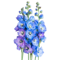 Delphinium flowers arranged beautifully against a simple transparent background for visual impact, Bouquet of delphinium flowers, isolated on transparent background png
