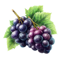 Lively purple and green juicy grape duo with transparency perfect for creating vibrant graphs or designs, Juicy Grape Duo with Transparency Perfect for Graphics and Design png