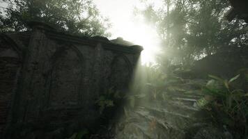 Sunlight Filtering Through Forest Canopy video