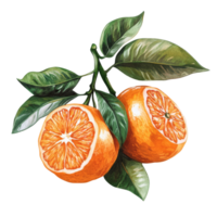 Freshly picked mandarin oranges with vibrant green leaves on a clean transparent background, Mandarin iolated on transparent background png