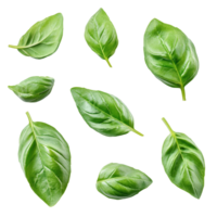 Fresh basil leaves isolated on a clean transparent background for culinary use and presentation, basil leaves isolated on transparent background png