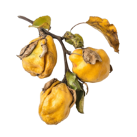 Quince fruits drying on a transparent background showcasing their natural texture and color, Quince drying on transparent background png