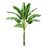 Real banana tree prominently displayed against a plain transparent background with vibrant green leaves, Banana Tree on transparent background, real banana tree green leaf isolate die cut file png