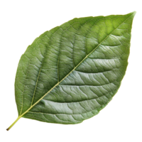 Green leaf isolated on a transparent background showcasing natural patterns and textures for design purposes, leaf isolated on transparent background png