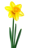 A vibrant daffodil standing elegantly against a bright transparent background showcasing its striking yellow petals, vibrant dafodil in style, isolated on a transparent background for design layouts png