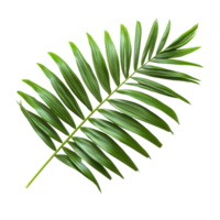 A vibrant green palm tree leaf isolated on a clean transparent background, showcasing detailed foliage and texture variations, green leaf of palm tree isolated on transparent background png