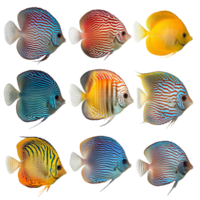 A vibrant collection of discus fish showcasing various colors and patterns isolated against a clean transparent background, discus fish isolated on transparent background png