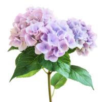 A vibrant bouquet of hydrangeas with soft hues of purple and pink isolated on a transparent backdrop, Bouquet of hydrangeas flowers, isolated on transparent background png