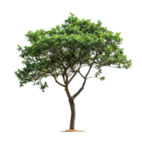 A beautiful javanese treebine tree standing tall in isolation on a transparent background for natural decor inspiration, javanese treebine tree isolated on transparent background png