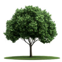 A vibrant green tree standing isolated on a transparent background with lush foliage and a well-defined trunk, green trees isolated on blank trasparent background, png