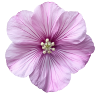 A close-up view of a beautiful single tree mallow flower showcasing delicate pink petals and intricate details, various Single tree mallow flower top view and with isolated on transparent background png