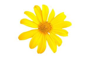 Bright Yellow Daisy Flower Isolated on White Background for Botanical and Nature-Themed Designs photo
