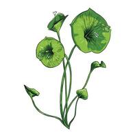 botanical Miners lettuce hand drawing illustration image vector