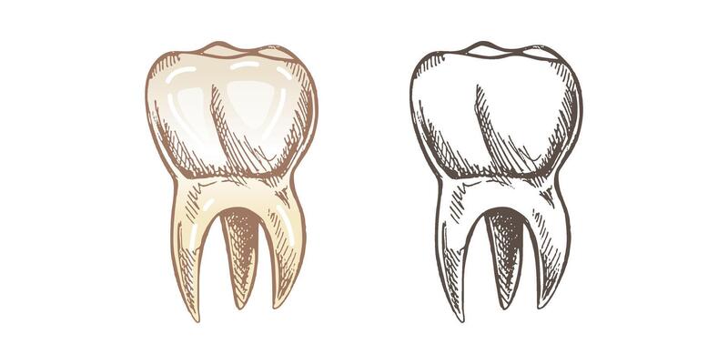 artistic hand-drawn human molar, detailed roots and top view sketch.
