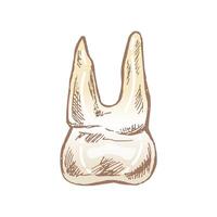 intricate hand-drawn sketch of a human molar tooth with roots, top view vector